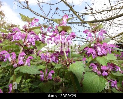 Gefleckte Taubnessel (Lamium maculatum), Weilerswist, Nordrhein-Westfalen, Deutschland Stockfoto