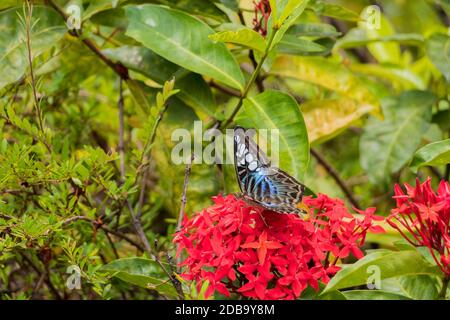 Big Blue Segel Schmetterling Parthenos sylvia auf rot rosa Blüten in Malaysia. Stockfoto