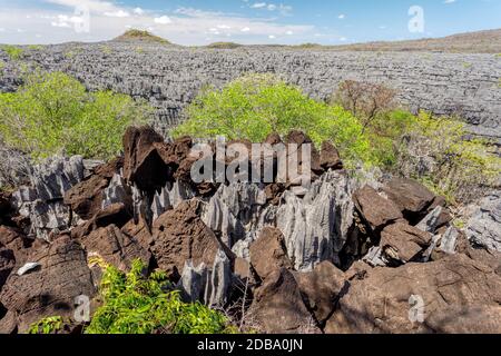 Einzigartige Felsformationen von fantastisch erodierten Kalksteinspitzen, bekannt als Tsingy im Nationalpark Ankarana, Madagaskar, Afrika Wildnis Stockfoto