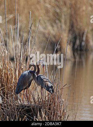 Purpurreiher Ardea purpurea auf ihrem Nest im Naturschutzgebiet Wagbachniederung Stockfoto