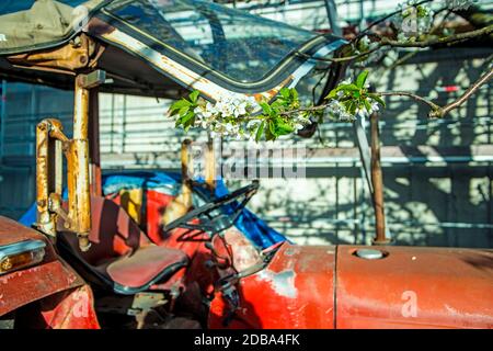 Kirschblüte, Ast über alten Traktor Stockfoto