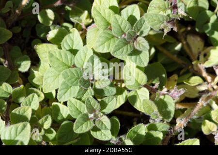 Oregano wächst in einem Garten. Stockfoto