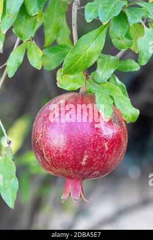 Granatapfel (Punica Granatum) Stockfoto