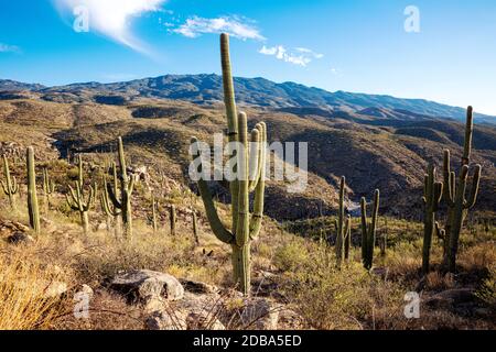 Giant Saguaro Cactus (Carnegiea gigantea), Redington Pass, Tucson, Arizona, USA Stockfoto