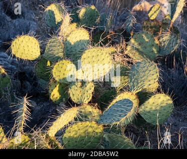 Opuntia Kaktus, auch Kaktus genannt Kaktus oder Paddelkaktus, glühend in der späten Nachmittagssonne. Tucson, Arizona, USA Stockfoto