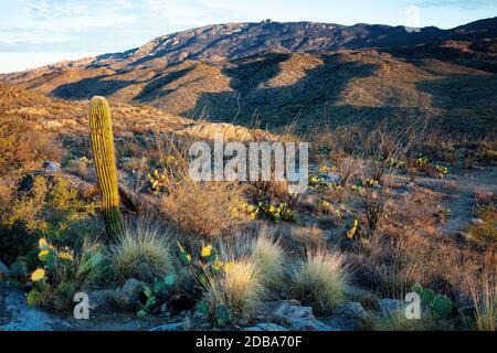 Redington Pass, Tucson, Arizona, USA Stockfoto