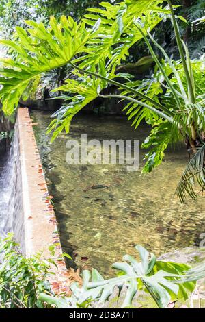 Details des wunderschönen Wasserfalls im Perdana Botanical Gardens in Kuala Lumpur, Malaysia. Stockfoto