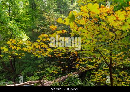 Lower Decew Falls Conservation Area unteren Bach Stockfoto
