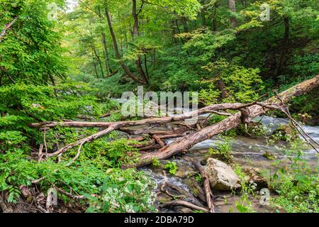 Lower Decew Falls Conservation Area unteren Bach Stockfoto