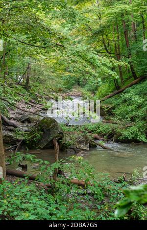 Lower Decew Conservation Area Ontario Kanada Stockfoto