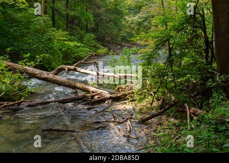 Lower Decew Conservation Area Ontario Kanada Stockfoto