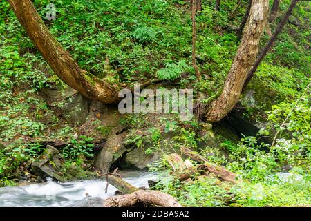 Lower Decew Conservation Area Ontario Kanada Stockfoto