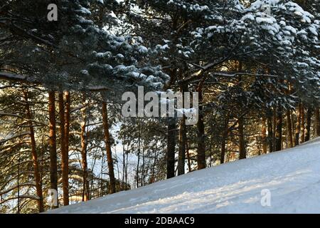 Ein schneebedeckter Hang in der Nähe eines Streifens von Kiefern. Schneebedeckte Äste. Mit den Sonnenstrahlen durchschneiden. Stockfoto