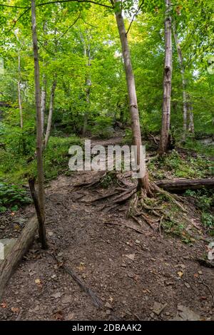 Lower Decew Conservation Area Ontario Kanada Stockfoto