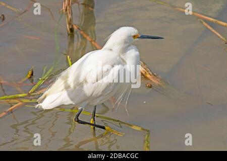 Schneegreiher waten in einem Feuchtgebiet im Hafen Aransas Birding Center in Texas Stockfoto