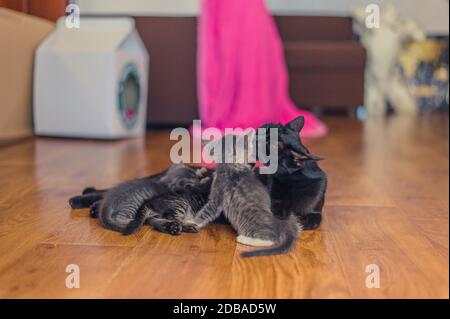 Schwarze Katze mit Kätzchen liegt auf einem Holzboden im Zimmer Stockfoto