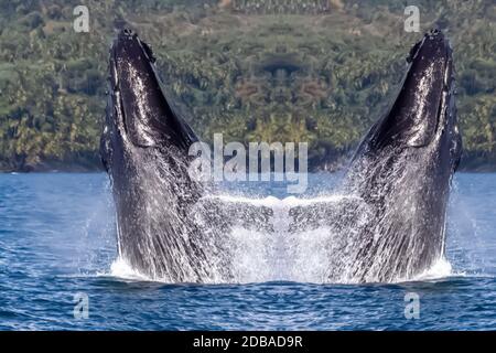 Zwei Wale springen in den Ozean Stockfoto