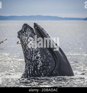 Wale, die im pazifischen Ozean aus der Mündung ragen Stockfoto