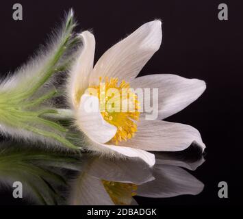 Blume der weißen Pulsatilla vulgaris alba (pasqueflower) isoliert auf schwarzem Hintergrund, Nahaufnahme Stockfoto