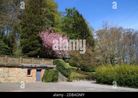 Ein Baum mit roten Blüten Stockfoto