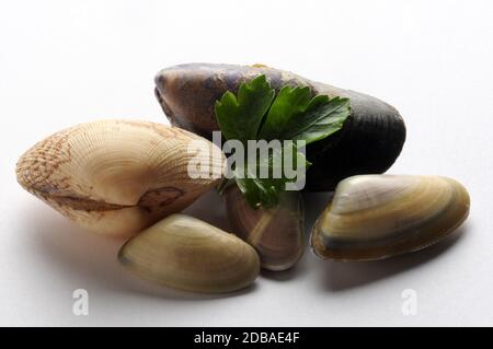 Muschelmuscheln auf weißem Hintergrund Stockfoto