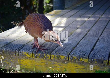 Eine Weka (Gallirallus australis), die die Mount Arthur Hütte im Kahurangi Nationalpark begutachtet, auf der Suche nach etwas Essen. Neuseeland, Südinsel. Stockfoto