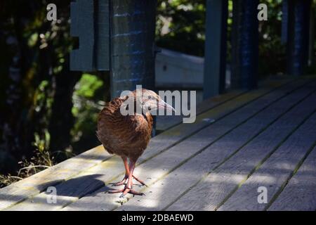 Eine Weka (Gallirallus australis), die die Mount Arthur Hütte im Kahurangi Nationalpark begutachtet, auf der Suche nach etwas Essen. Neuseeland, Südinsel. Stockfoto