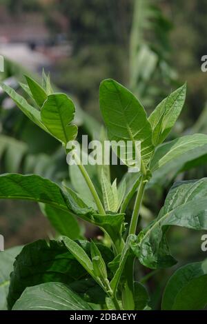 Nicotiana tabacum ist eine Gattung von Laubpflanzen aus Nordamerika und Südamerika. Wird als Rohstoff für Zigaretten verwendet. Tabak enthält ni Stockfoto