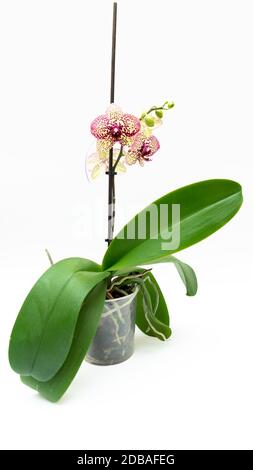 Rosa Orchidee Blume auf weißem Hintergrund Stockfoto