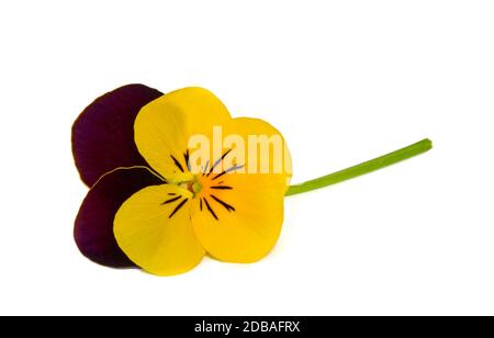 Ausgenommen Veilchen in gelbem und dunklem Weinrot Stockfoto