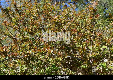 Frische Triebe auf Granatapfelstrauch, Provinz Alicante, Costa Blanca, Spanien Stockfoto