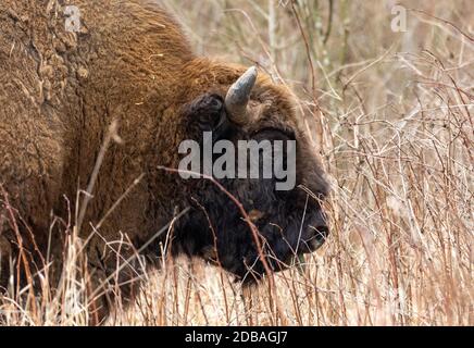 Freireichende europäische Bison Männchen im Frühjahr, Bialowieza Wald, Polen, Europa Stockfoto