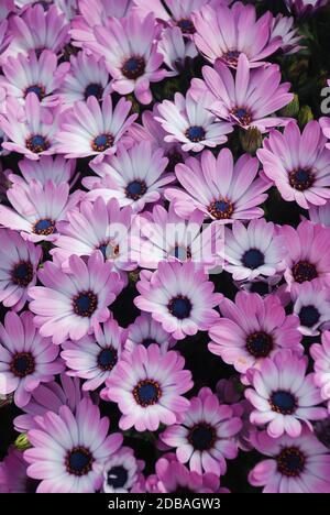 Rosa osteospermum oder dimorphotheca Blüten in den Blumenbeeten, rosa Blüten. Stockfoto