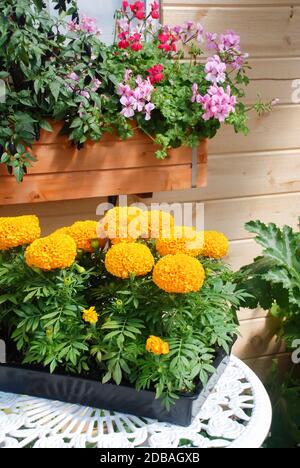 Ringelblumen Orange Farbe (Tagetes erecta, mexikanische Ringelblume), Ringelblume Topfpflanze in schwarzem Tablett Stockfoto
