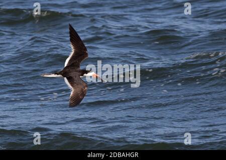 Black Skimmer (Rynchops niger) fliegend, Long Island, New York Stockfoto