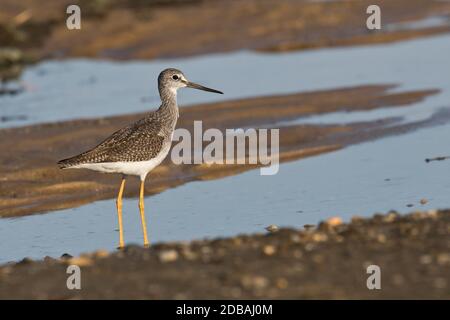 Greater Yellowlegs (Tringa melanoleuca) auf der Nahrungssuche in einem Feuchtgebiet, Long Island, New York Stockfoto