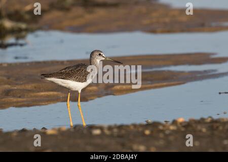 Greater Yellowlegs (Tringa melanoleuca) auf der Nahrungssuche in einem Feuchtgebiet, Long Island, New York Stockfoto