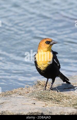 Gelbkopf-Schwarzvogel (Xanthocephalus xanthocephalus), ein seltener Besucher in Queens, New York, USA Stockfoto