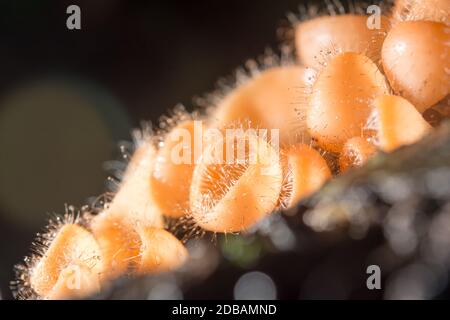 Pilze im Regenwald zwischen den gefallenen Blättern und Rinde Stockfoto