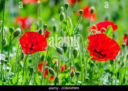 Mohn Blüte Latin Papaver rhoeas mit dem Licht hinter Stockfoto