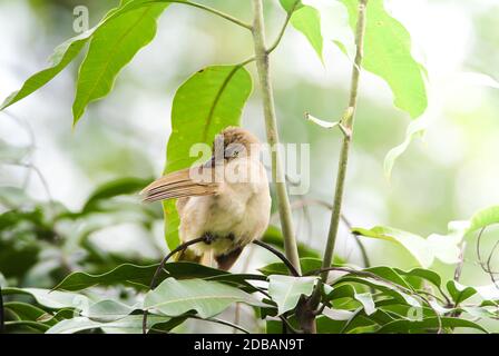 Streifen-eared Bulbul des branches​ Stand​ing auf in den Wald. Bird's in der Natur Hintergrund. Stockfoto