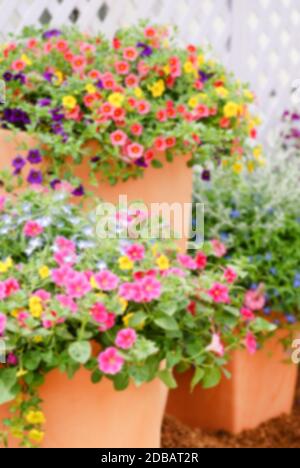 Bunte Blumen, Petunia Grandiflora ist die populärste Vielzahl von Petunia, mit großen Einzel- oder Doppelzimmer Blumen, die Dämme der farbenfrohen Feste, Stockfoto