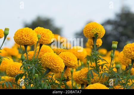 Orange Tagetes Blumenfelder, selektiven Fokus Stockfoto