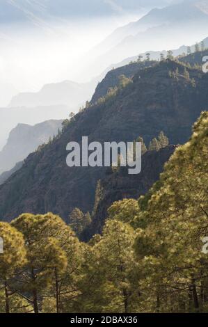 Klippen und Wald der Kanarischen Insel Kiefer Pinus canariensis. Integral Natural Reserve von Inagua. Tejeda. Gran Canaria. Kanarische Inseln. Spanien. Stockfoto