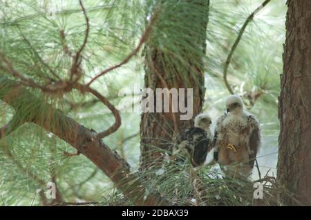 Küken von eurasischen Sperber Accipiter nisus granti im Nest. Integral Natural Reserve von Inagua. Gran Canaria. Kanarische Inseln. Spanien. Stockfoto