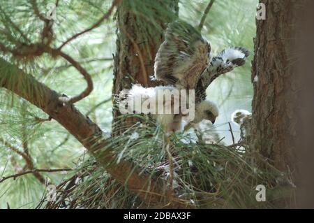 Küken von eurasischen Sperber Accipiter nisus granti im Nest. Integral Natural Reserve von Inagua. Gran Canaria. Kanarische Inseln. Spanien. Stockfoto