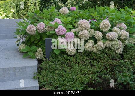 Moderne Gartenarchitektur mit rosa Hortensien Stockfoto