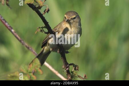 Weidenwaldsänger, Fitis, Phylloscopus trochilus Stockfoto