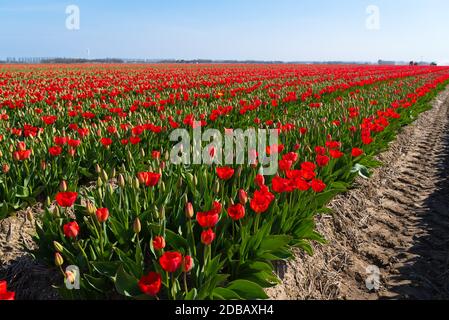 Endlose Reihen blühender roter Tulpen in der niederländischen Provinz Noordoostpolder Stockfoto