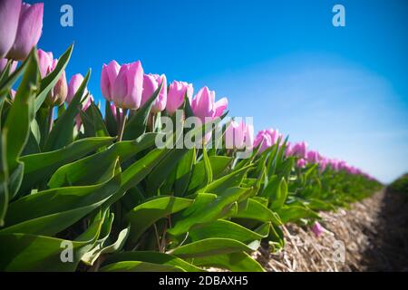 Reihen blühender rosa Tulpen von unten gesehen Stockfoto